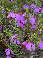 Tetratheca ericifolia