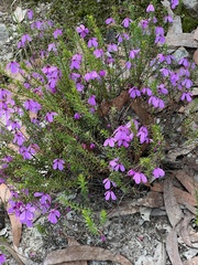 Tetratheca ericifolia