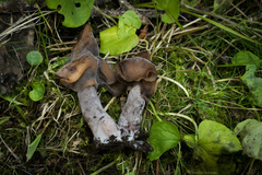 Gyromitra infula
