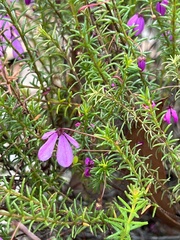 Tetratheca ericifolia