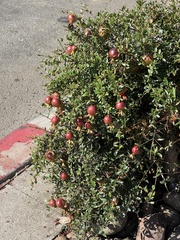 Punica