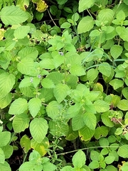 Heliotropium indicum