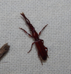 Amorphocephalina
