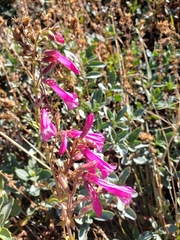 Penstemon newberryi