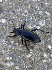 Tenebrionoidea
