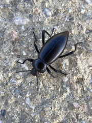 Tenebrionoidea
