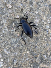 Tenebrionoidea