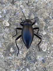 Tenebrionoidea