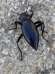 Tenebrionoidea