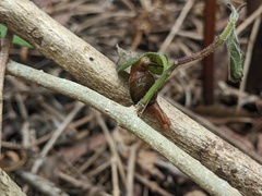 Stanisicarion freycineti