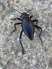 Tenebrionoidea