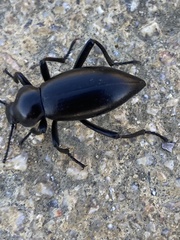 Tenebrionoidea
