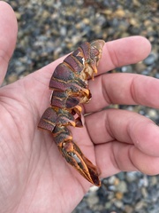 Panulirus interruptus