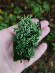 Cladonia fimbriata
