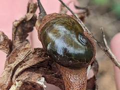 Stanisicarion freycineti