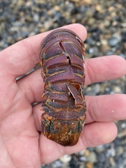 Panulirus interruptus