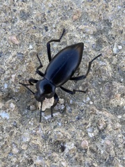 Tenebrionoidea