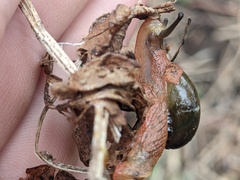 Stanisicarion freycineti