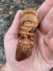 Panulirus interruptus