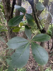 Pseudopanax
