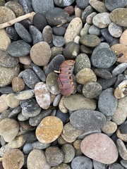 Panulirus interruptus