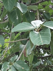 Ficus benghalensis