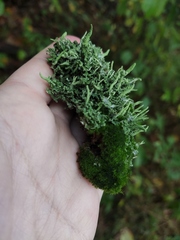 Cladonia fimbriata
