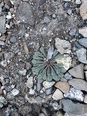 Calyptridium monospermum