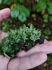 Cladonia fimbriata