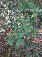 Rhamnus alaternus