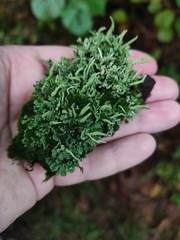 Cladonia fimbriata