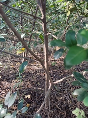 Rhamnus alaternus