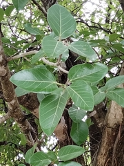 Ficus benghalensis