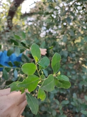 Rhamnus alaternus