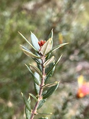 Lambertia formosa
