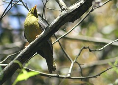 Manorina melanophrys