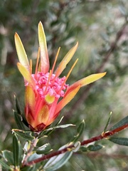 Lambertia formosa