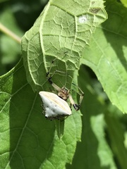 Verrucosa undecimvariolata