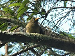 Manorina melanophrys