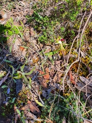 Caladenia tentaculata