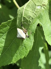 Verrucosa undecimvariolata