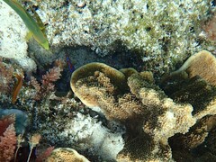 Neoglyphidodon polyacanthus