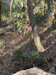 Stylidium graminifolium