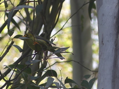 Manorina melanophrys