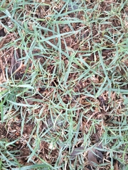 Echinochloa colona