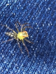 Salticidae