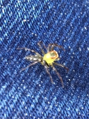 Salticidae