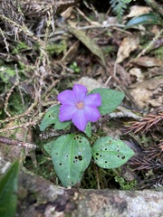 Sarcopyramis napalensis delicata