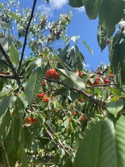 Cerasus