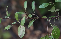 Pyrus spinosa
